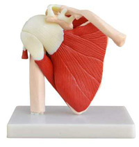 Life-Size Muscled Shoulder